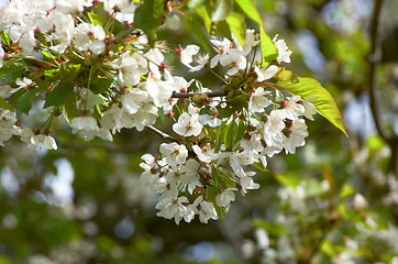 Image showing Cherry blossom