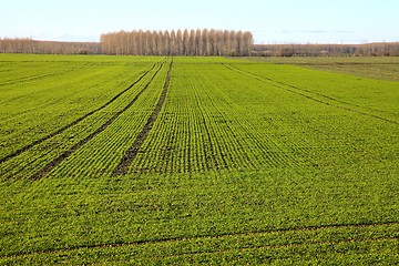 Image showing Field