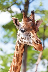 Image showing Giraffe