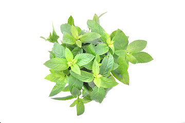 Image showing gren mint