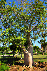 Image showing bottle trees adenium obesum socotra