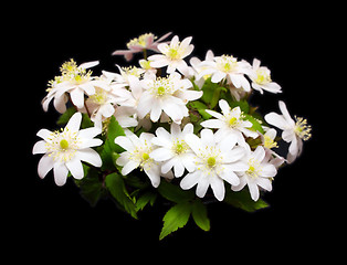 Image showing bouquet of snowdrop flowers on black