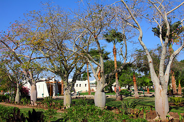 Image showing bottle trees adenium obesum socotra