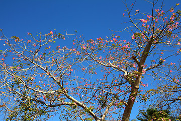 Image showing blossom branches of bottle tree