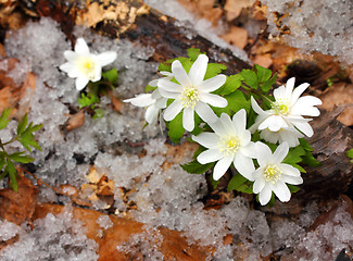 Image showing snowdrop flowers and melting snow