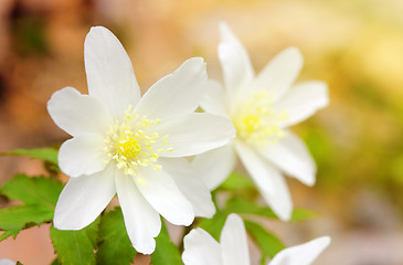 Image showing snowdrop flowers in sunligh