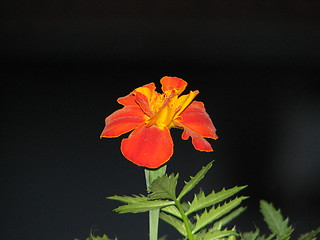 Image showing african marigold