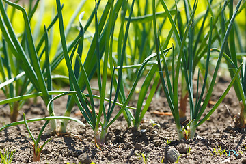 Image showing Onions in vegetable garden