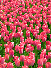 Image showing Tulips.