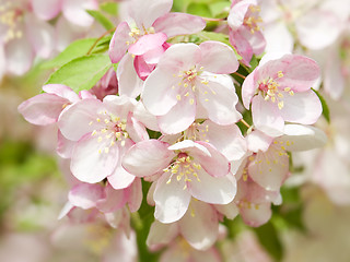 Image showing Blossoming apple.