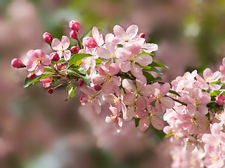 Image showing Blossoming apple.