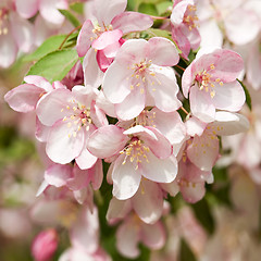 Image showing Blossoming apple.