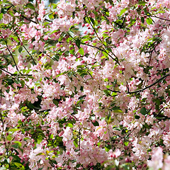 Image showing Blossoming apple.