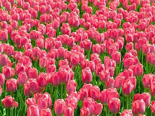 Image showing Tulips.