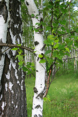 Image showing birch tree trunk