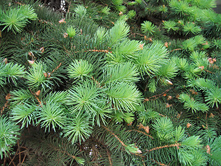 Image showing pine branches with young runaways