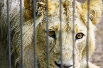 Image showing Lion in the Zoo