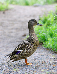 Image showing Female Mallard Duck