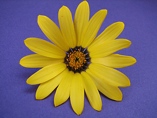 Image showing yellow flower