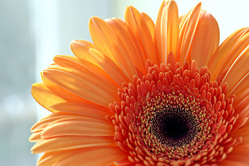 Image showing closeup of gerber daisy flower