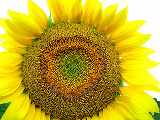Image showing big yellow sunflower 