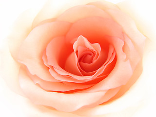Image showing gentle pink rose