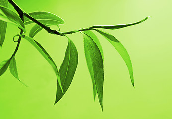 Image showing fresh green foliage
