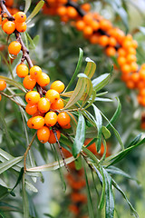 Image showing branch of sea buckthorn berries