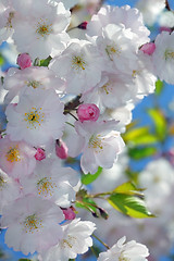 Image showing Pink Cherry blossoms