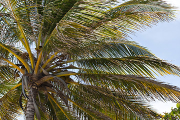 Image showing Tropical Coconut Palm Tree