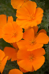 Image showing Orange Poppies Field 