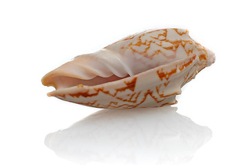 Image showing Sea shell