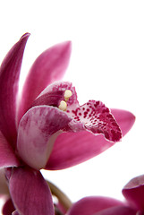 Image showing Pink orchid flower close-up