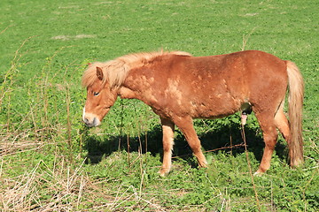 Image showing Horse