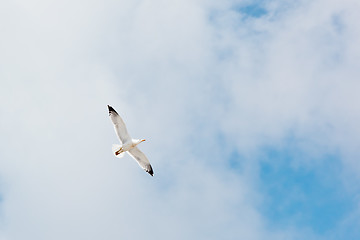 Image showing seagull