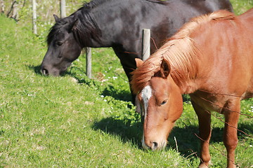 Image showing Horses