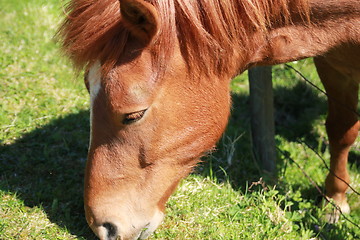 Image showing Horse