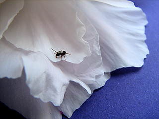 Image showing ant on the petal
