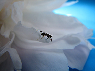 Image showing ant on the petal