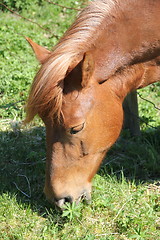 Image showing Horse