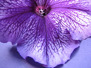 Image showing violet petunia