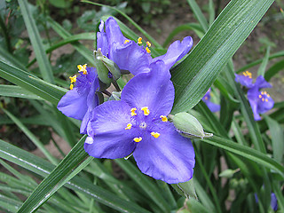 Image showing violet flowers