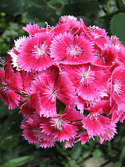 Image showing red carnation