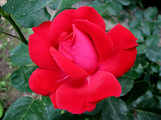 Image showing red rose