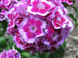 Image showing pink carnation