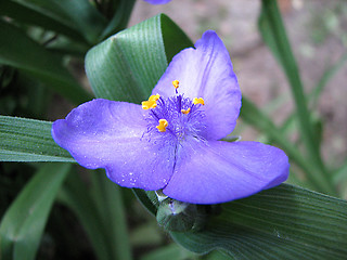 Image showing violet flowers