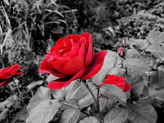 Image showing red rose