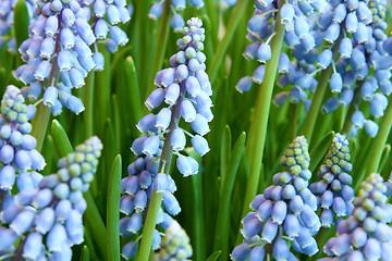 Image showing Hyacinthus orientalis