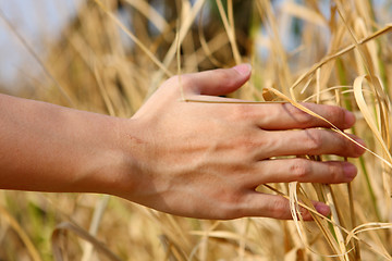 Image showing close up of a man's hand touching the grass, 'feeling nature