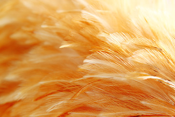 Image showing Bright feathers group of some bird 